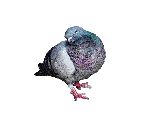 Silly pidgeon